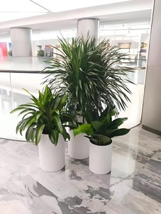 揭秘前湾盆景出租优质之选，这家超厉害！